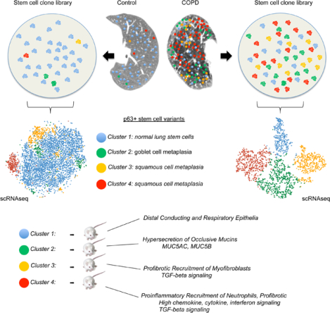 graphic file with name nihms-1580700-f0001.jpg