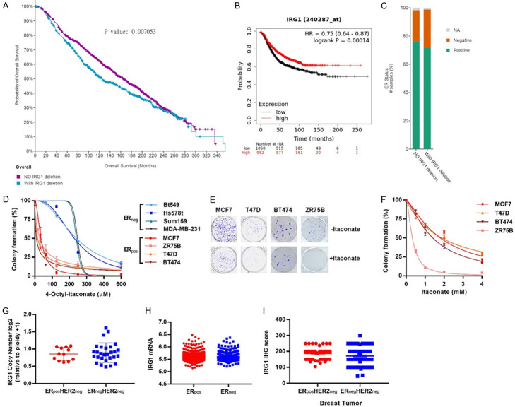 IRG1/Itaconate induces metabolic reprogramming to suppress ER-positive ...