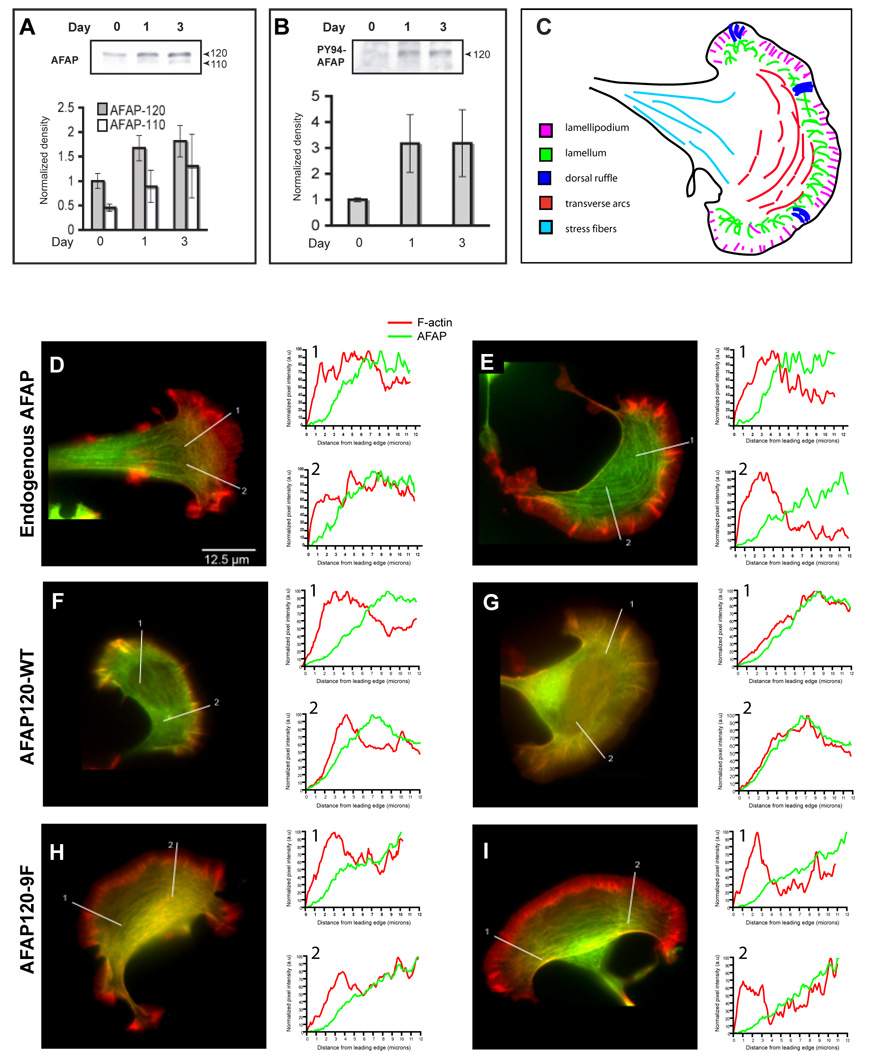 AFAP120 regulates actin organization during neuronal differentiation - PMC