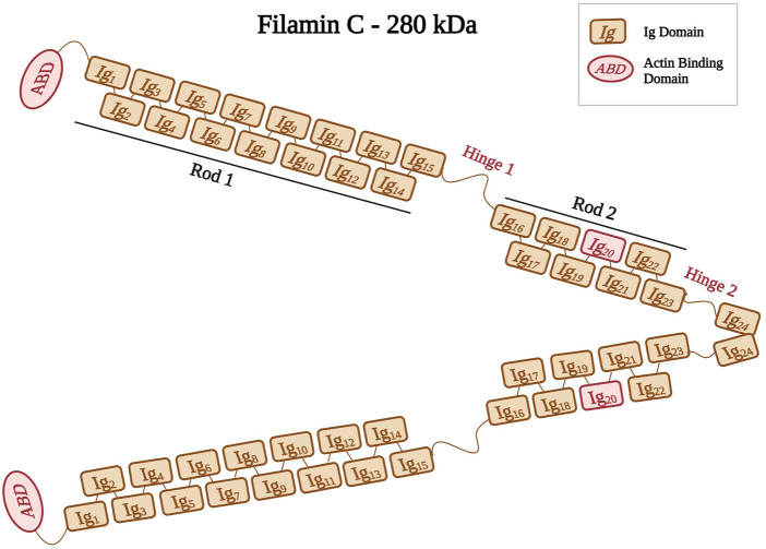 FIGURE 3