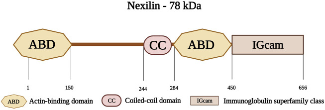 FIGURE 9