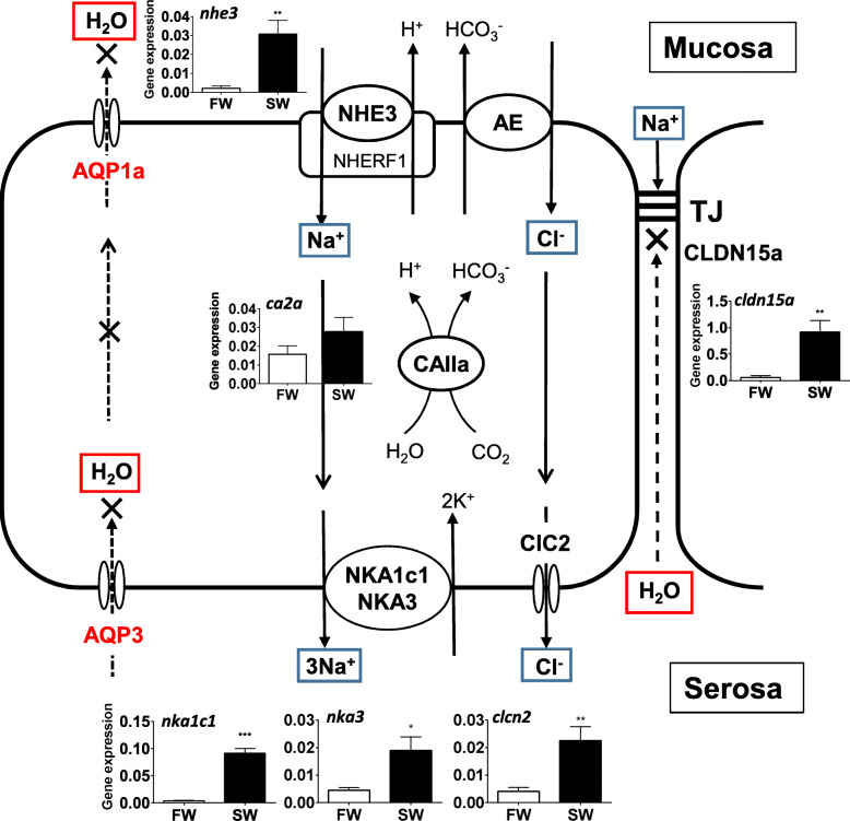 Fig. 2