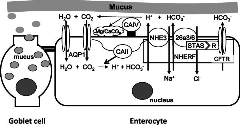 Fig. 8