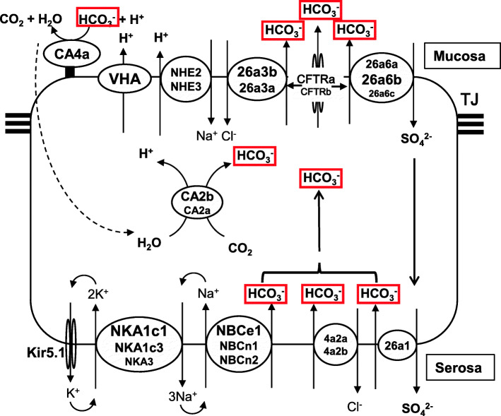 Fig. 6