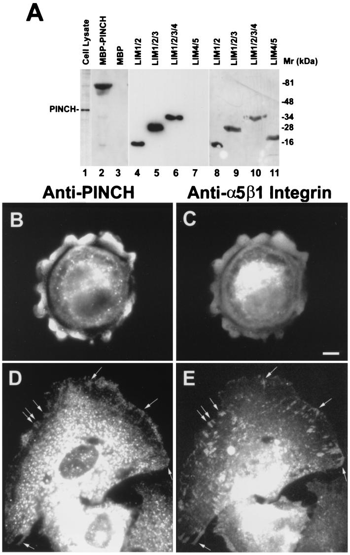 FIG. 8