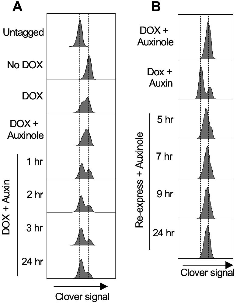 Figure 2—figure supplement 1.