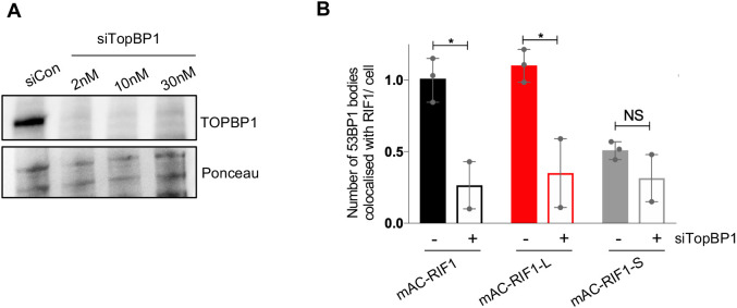 Figure 5—figure supplement 2.