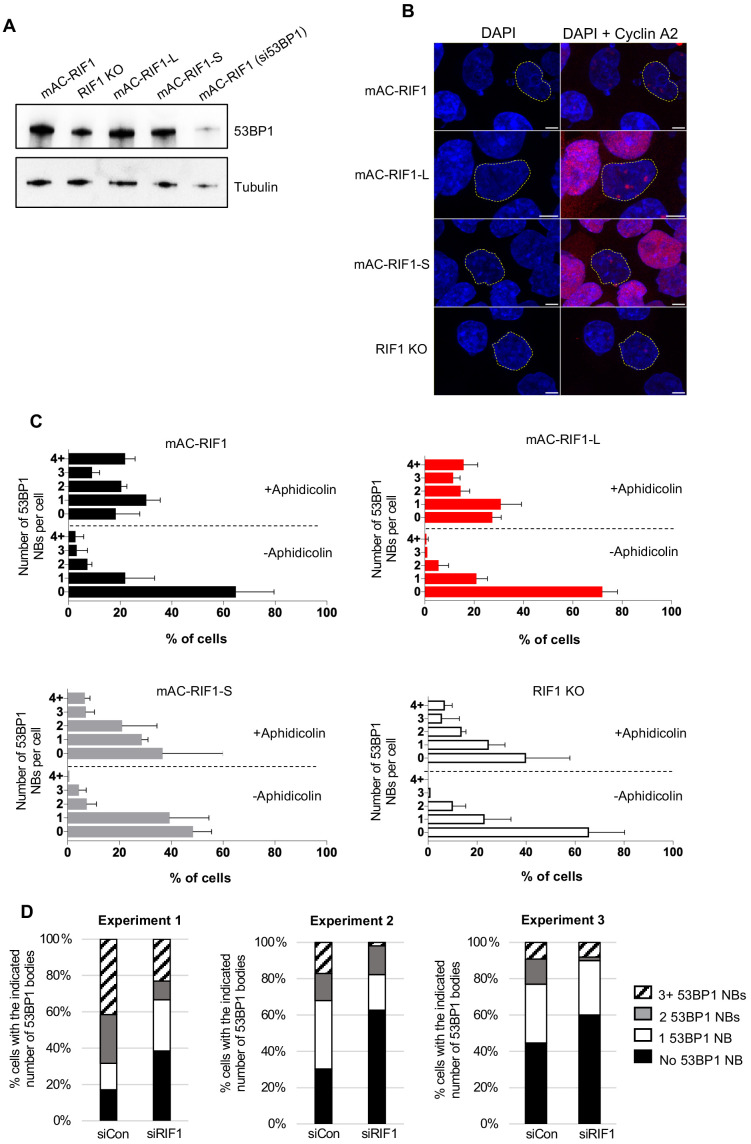 Figure 5—figure supplement 1.