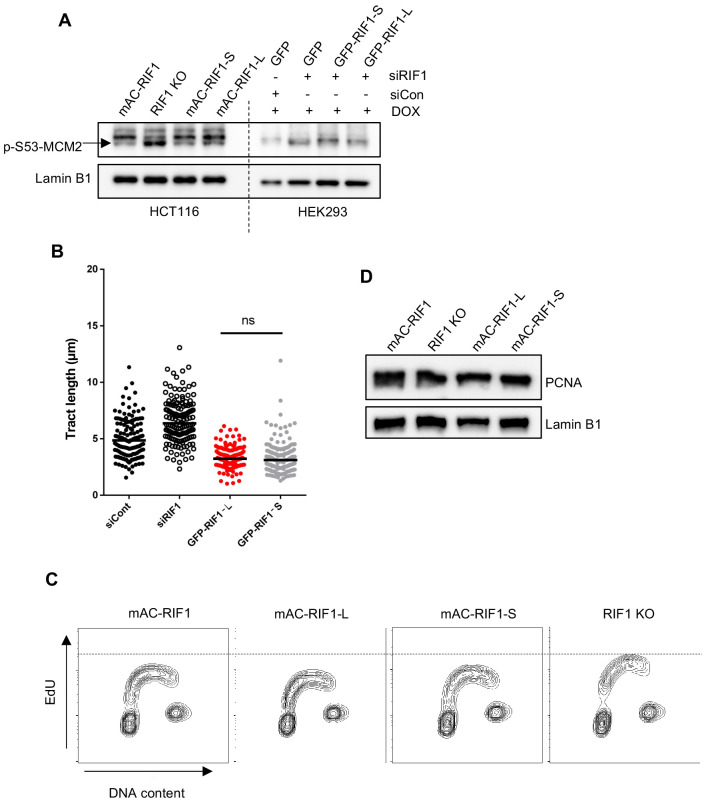 Figure 3—figure supplement 4.