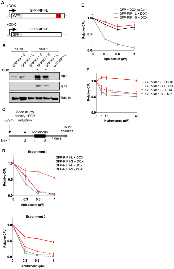 Figure 3—figure supplement 3.