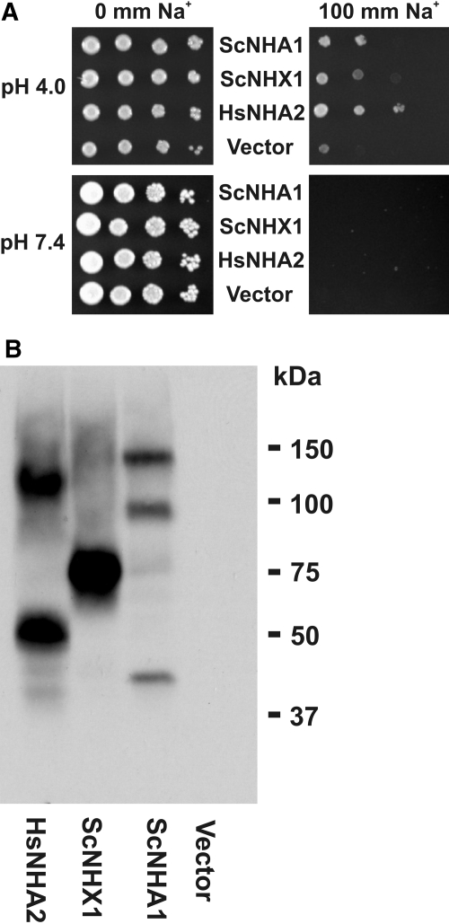 Figure 7.