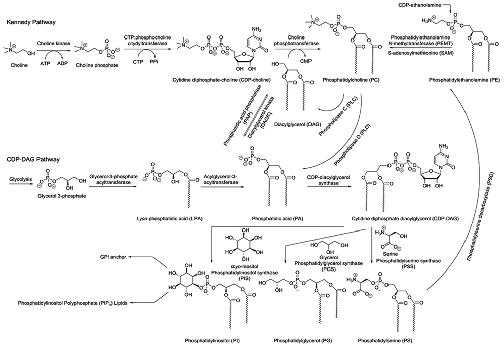 Scheme 2.