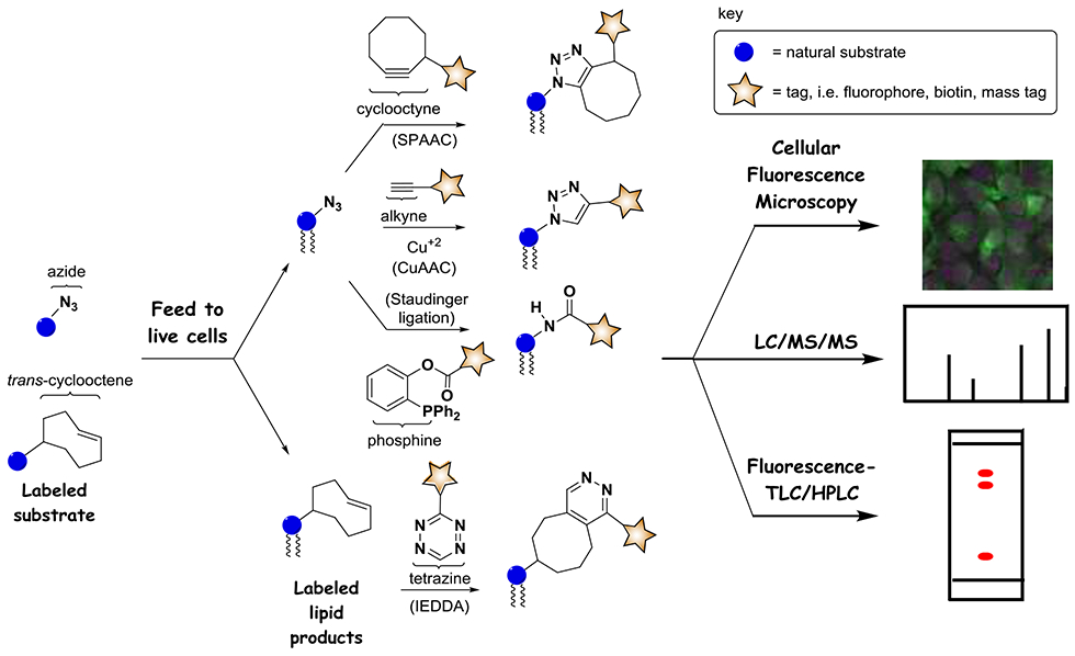 Scheme 1.