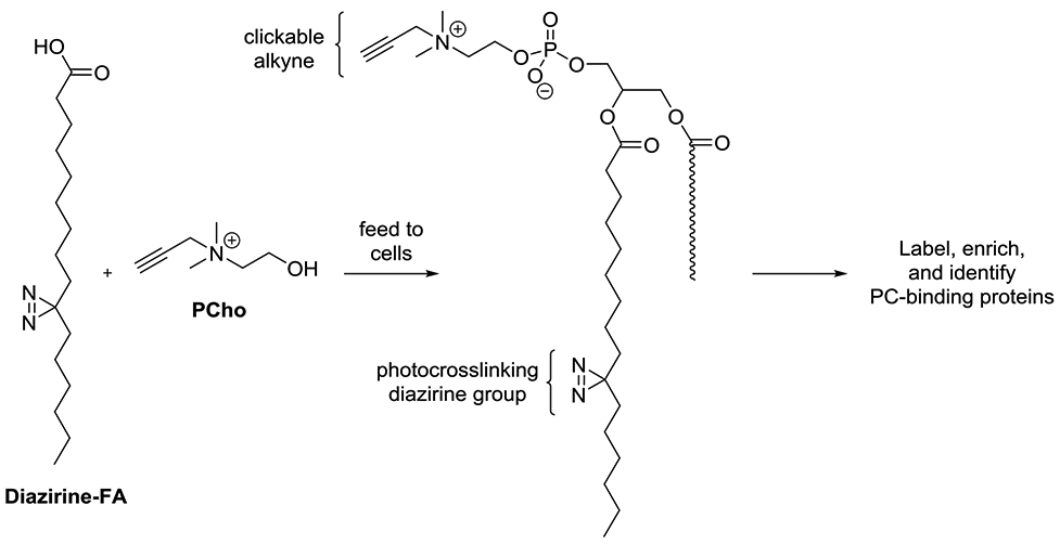 Scheme 3.