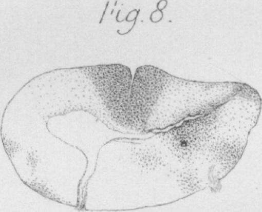 Fig. 8