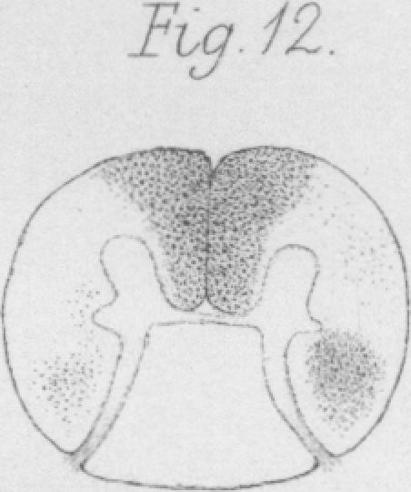 Fig. 12