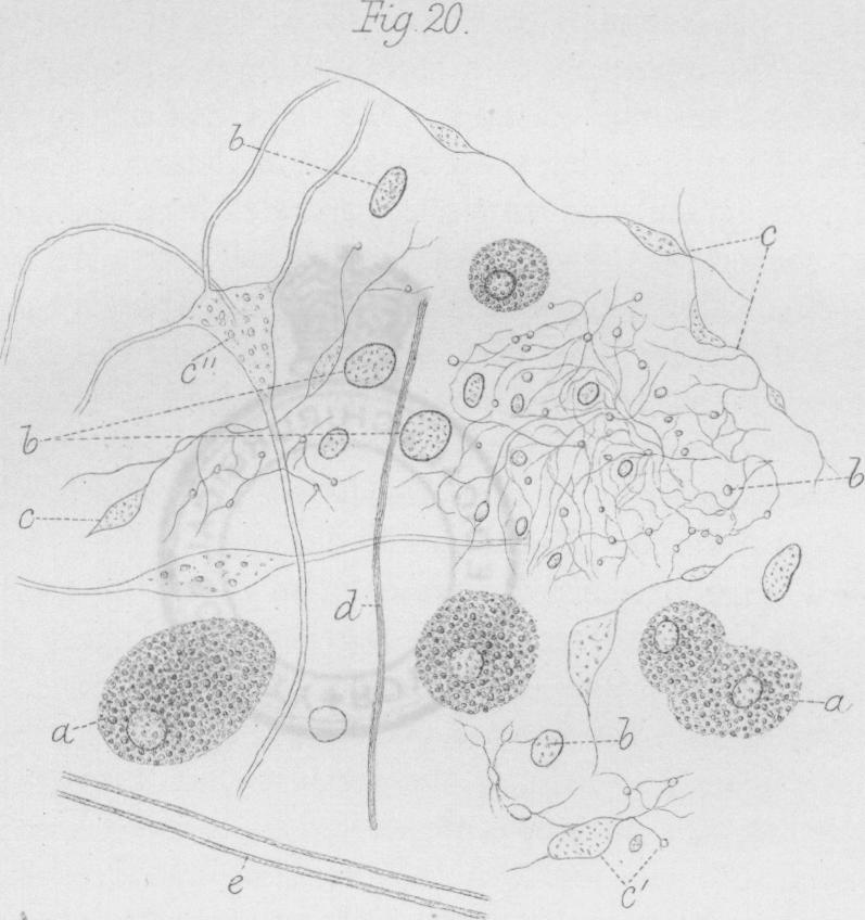 Fig. 20