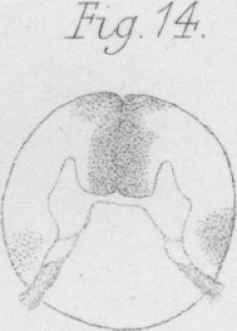 Fig. 14