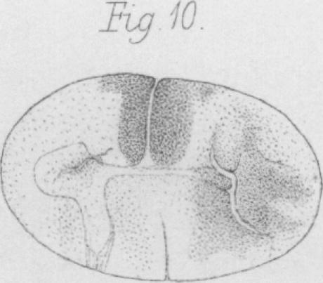 Fig. 10