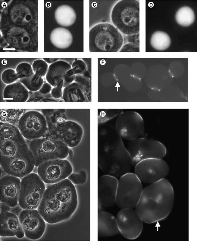 FIG. 5.