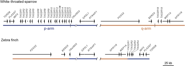 FIG. 1.—