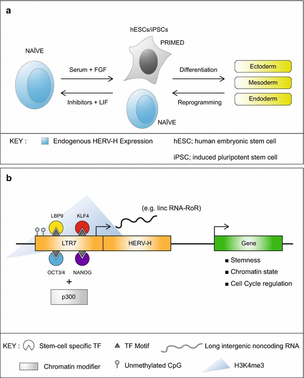 Figure 1