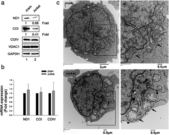 Fig. 5