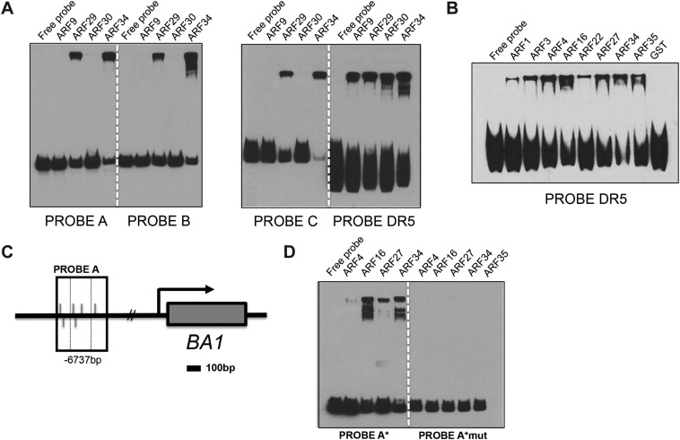 Fig. S8.