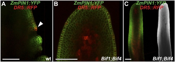 Fig. S2.