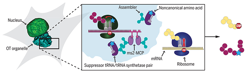 Membraneless OT organelles enable mRNA-specific GCE in eukaryotes.