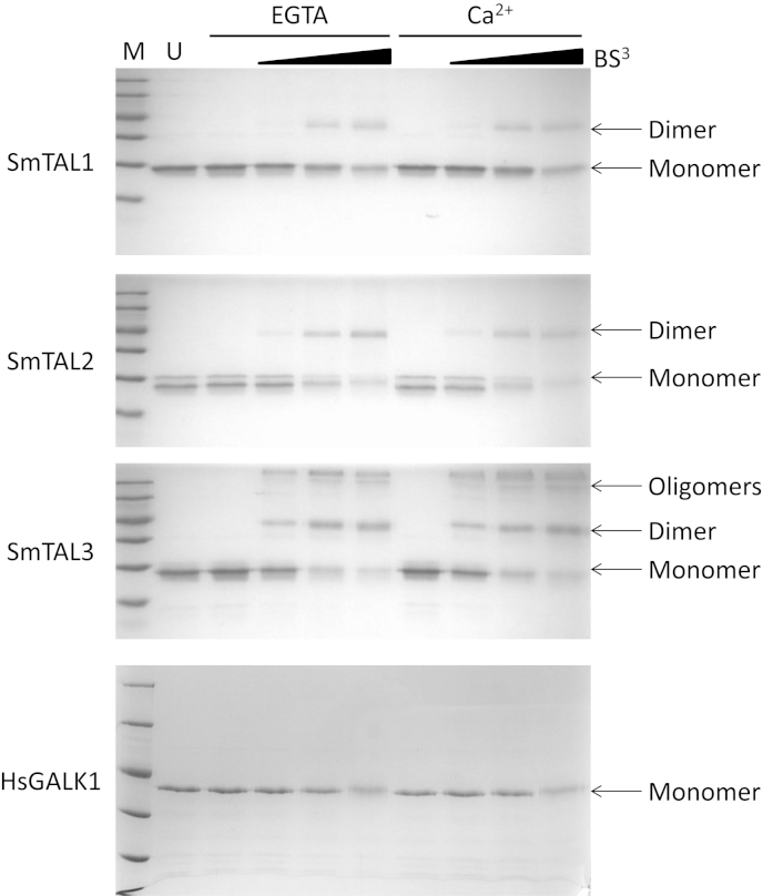 Fig. 4