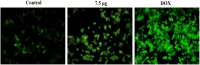 Fig. 11