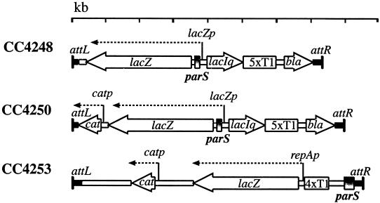 FIG. 1.