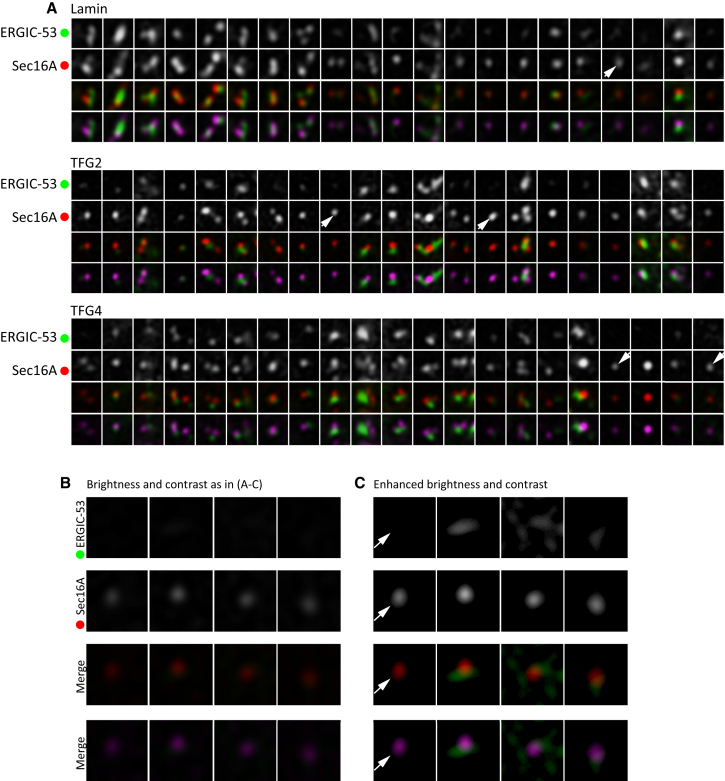 Figure 4