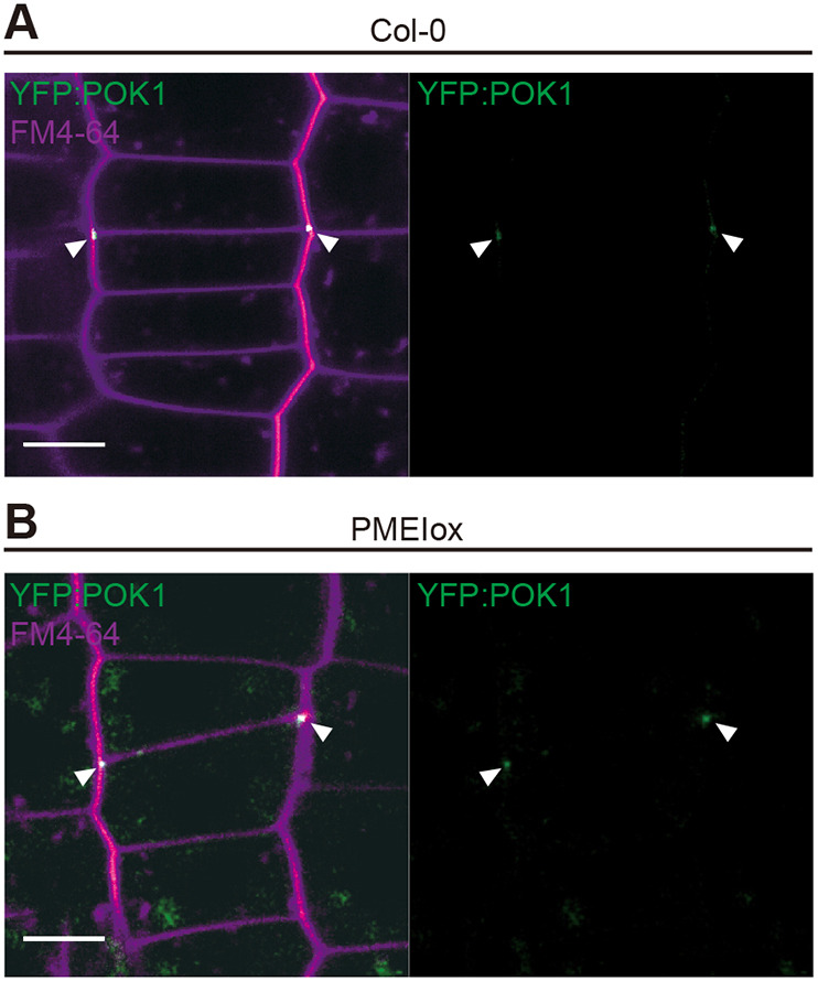 Fig. 8.