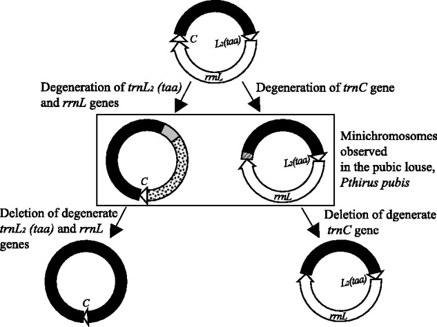 Fig. 7.—