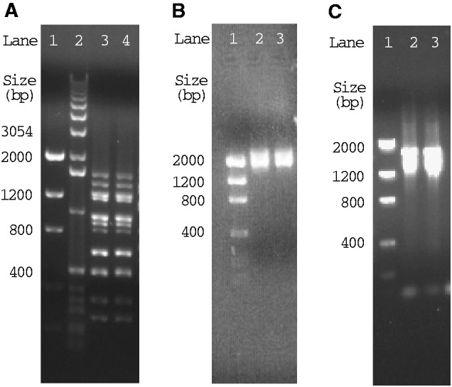 Fig. 2.—