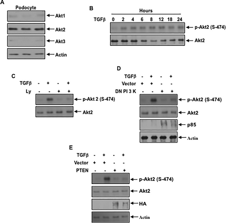 Fig 5