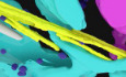 graphic file with name EMBJ-42-e111252-g004.jpg