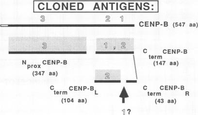 graphic file with name pnas00279-0326-a.jpg