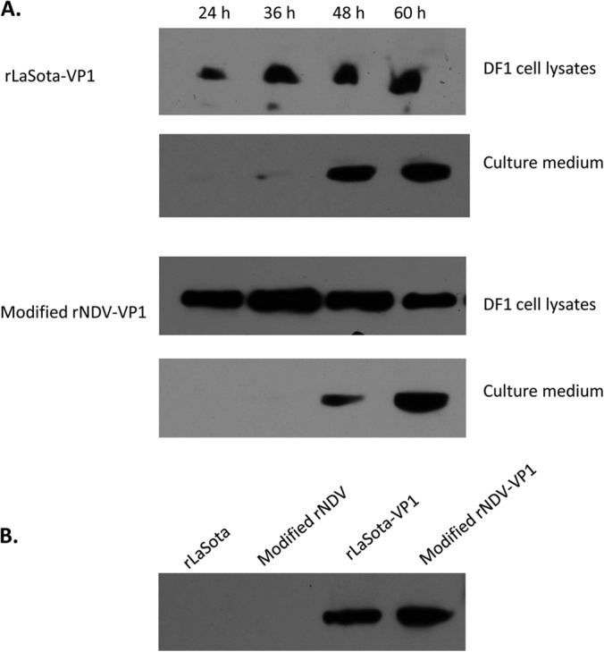 FIG 3