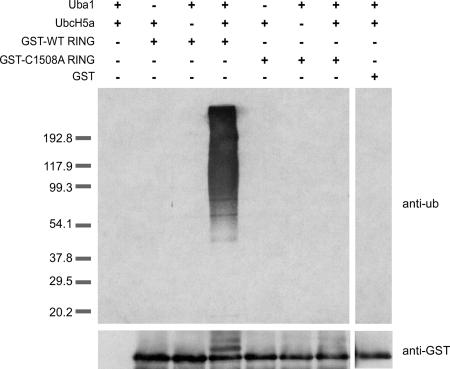 FIG. 7.