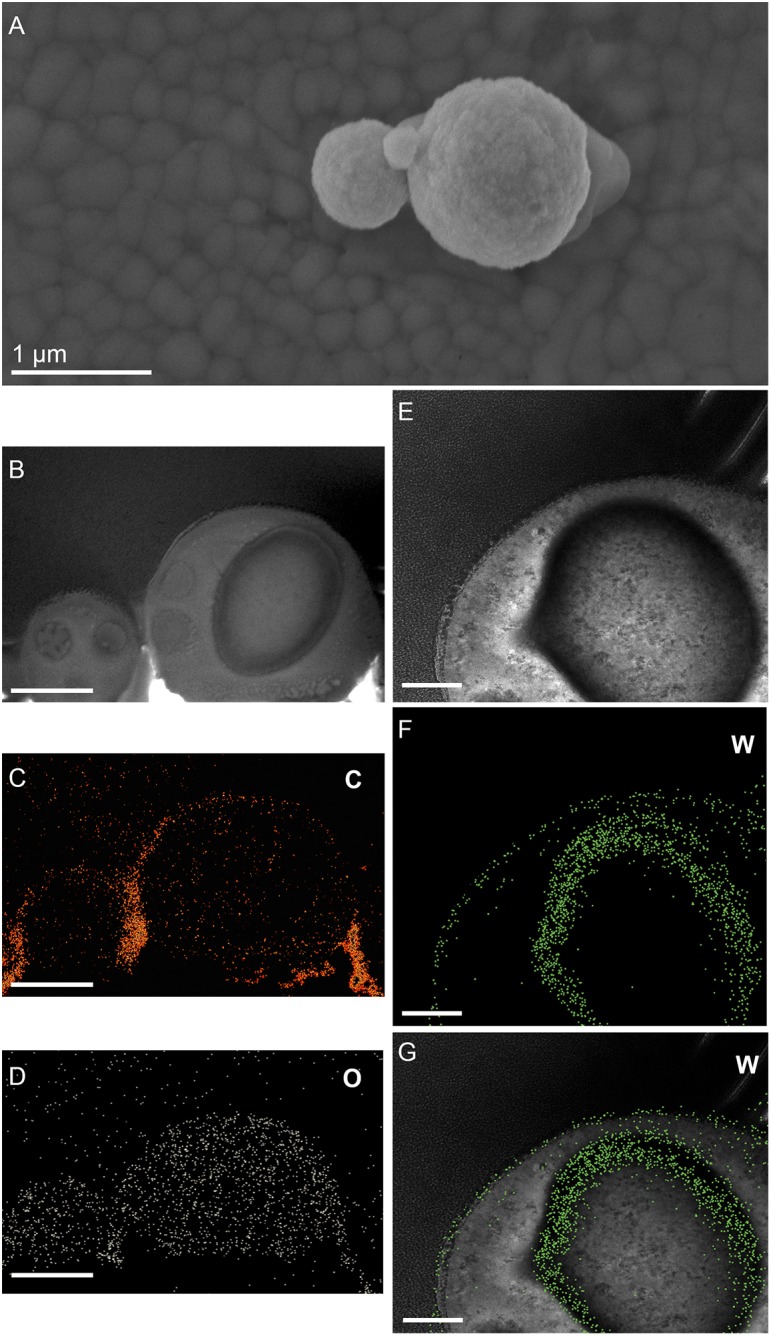 FIGURE 6