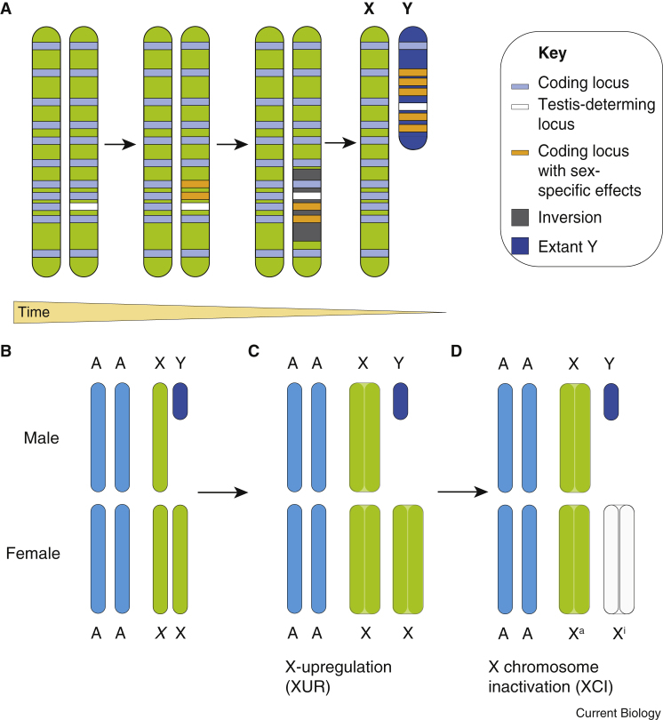 Figure 1