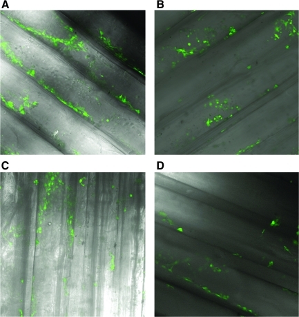 FIG. 2.