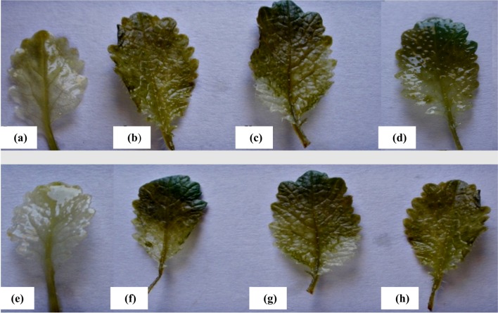 Fig. 6
