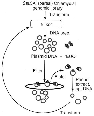 FIG. 3