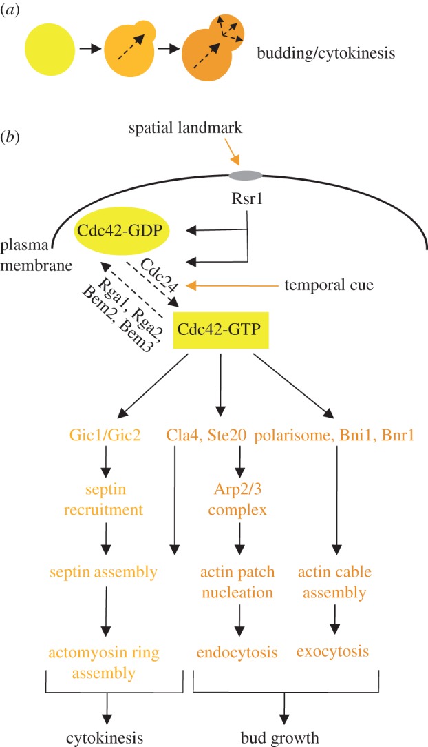 Figure 1.