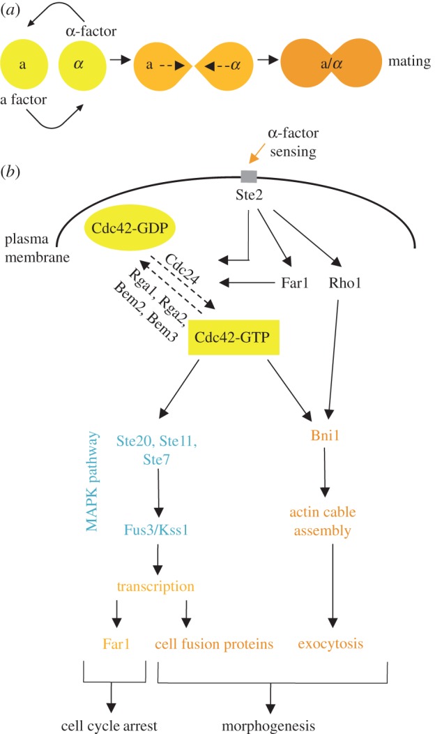 Figure 2.