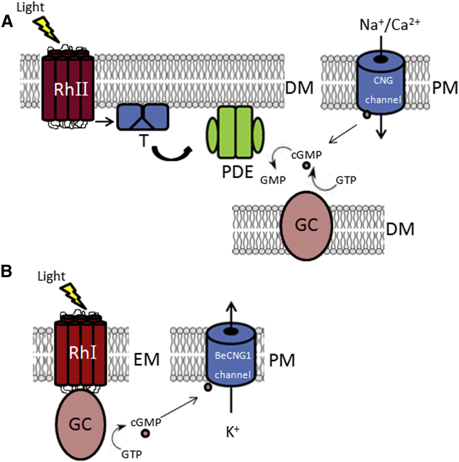 Figure 1